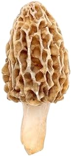 Best morel mushroom growing kit