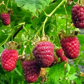 Best raspberry plants